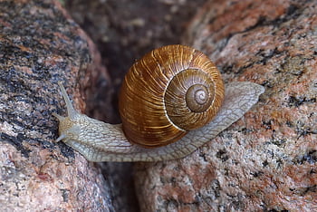 snail, vineyard, cover, creation, molluscum, seashell, crustaceans, invertebrates, animals, summer, nature