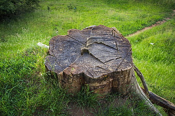pařez, odlesňování, strom, Příroda, dřevo, kmeny stromů, starý strom, střih, mrtvý, odřezal