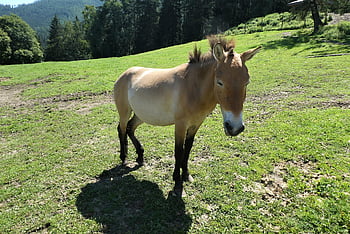 kůň przewalského, takhi, mongolský divoký kůň, Džungarský kůň, kůň, Příroda, Rakousko, krajina, pastvina, mautern, zvířecí park