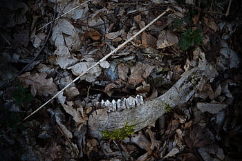 bone, halloween Background, nature, awesome, scary, dead, dark, free Background, flower Background, hd Wallpaper, flower Wallpaper