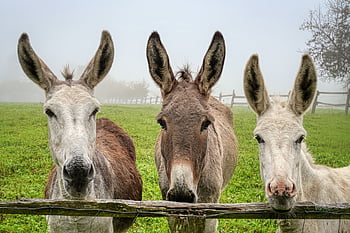 Esel, Maultier, Tiere, Pferde-, Säugetiere, Weide, Wiese, Natur, Porträt