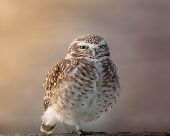 búho, pájaro, animal, plumas, plumaje, pico, naturaleza, fauna silvestre, aviar, ornitología, fauna