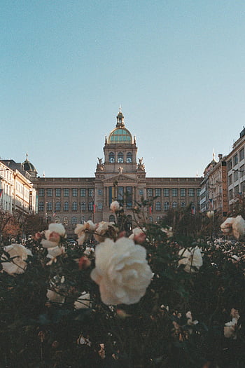Prague, National Museum, blooming roses, garden, Czech Republic, palace, beautiful view, foreground, architecture, cityscape, Europe