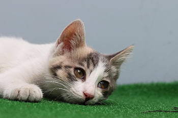 cat, stray Cat, pet, gilnyangyi, kitten, animal, cute, pets, meow, kitty, cute Animals