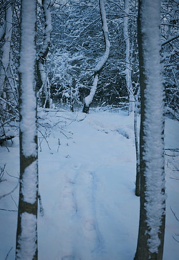 forest, trees, winter, season, snow, nature, woods, wilderness, outdoors