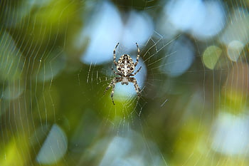 spider, arachnid, spider Web, cobweb, web, orb, weaver, insect, bug, arachnophobia, nature
