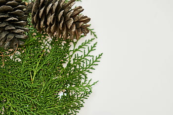 šišky, Vždyzelené větve, detailní fotografie, Podrobný pohled, bílé pozadí, přírodní prvky, botanická fotografie, Detaily borovice kužele, stálezelené listí, fotografování přírody, zimní výzdoba