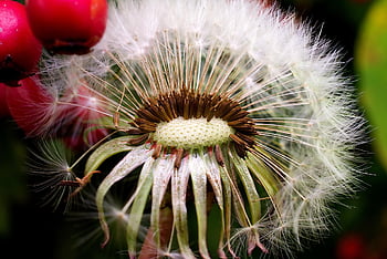 pampeliška, pampeliška chmýří, bobule, makro, zblízka, semena, Příroda, divoká rostlina, zavřít, dandilion, chmýří