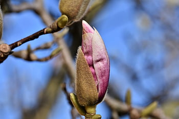 μαγνολία, δέντρο μανόλιας, Οικογένεια Magnolia, λουλούδι μανόλιας, άνθη, ροζ, Άνοιξη Bloomers, μπουμπούκι, ανθίζω, φυτό, φύση