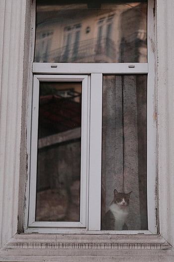 cat window, cat peering through window, cat reflection, window reflections, adorable cat, calm day, urban cat, indoor cat looking out, window sill cat