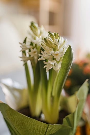 fiori di giacinto bianco, messa a fuoco selettiva, Rinnovo primaverile, messa a fuoco delicata, bellissimi fiori, fiori bianchi, pianta di giacinto, focalizzazione morbida, fiori di primavera, fotografia floreale, Giacinto bianco