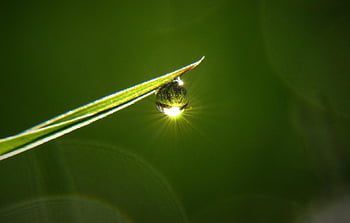 water, drop Grass, droplet, rain, dew, grass, green, nature, raindrop, wet, meadow
