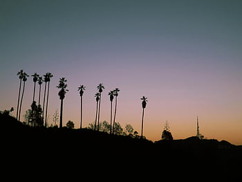 sunset silhouette, palm trees, Los Angeles, colorful sunset, serene landscape, iconic landscape, sunset photo, palm tree silhouette, Los Angeles sunset, sunset photography, silhouette photography