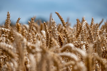 wheat, field, wheat Field, barley, crops, wheat Crops, arable Land, agriculture, farm, farming, cultivation