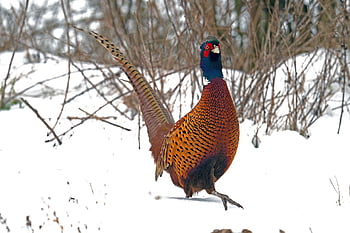 pták, Příroda, bažant, ornitologie, druh, fauna, zvíře, ptačí, peří
