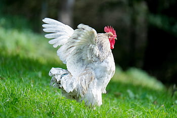 rooster, chicken, wings, male, cockscomb, livestock, landfowl, feathers, plumage, avian, ornithology