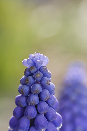 primavera, germoglio, crescere, pianta, natura, crescita, discendente, aprile, vita, fresco, scacciare