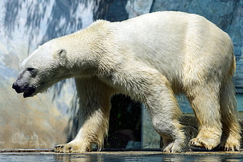 ホッキョクグマ、 自然、 捕食者、 動物、 動物園、 危険な、 くま