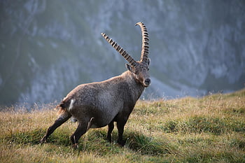 steinbock, capricorn, ibex, alpine, alpen