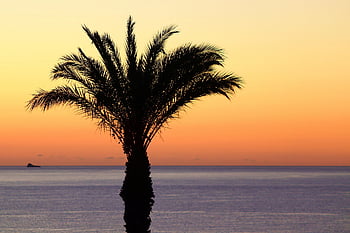palma, moře, svítání, silueta, oceán, horizont, tropický, rostlina, strom, krajina, Příroda