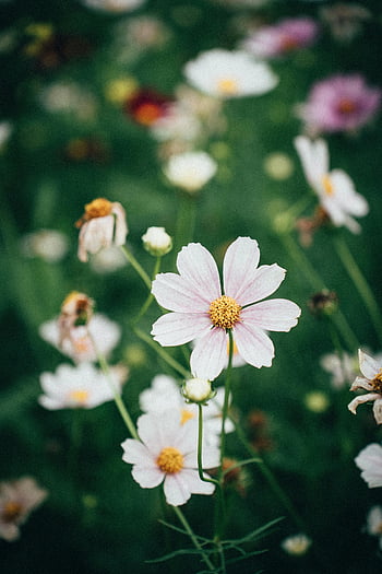 cosmos flowers, in bloom, vibrant garden, close-up, delicate flowers, pink cosmos, white cosmos, floral photography, nature photography, garden flowers, outdoor flowers