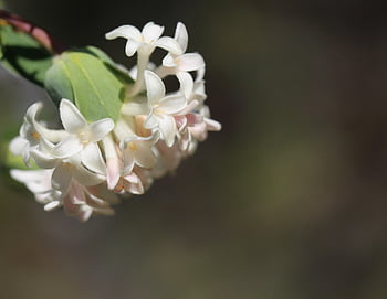 flower, rice Flower, pimelea, petals, flower Wallpaper, stem, flower Background, plant, buds, nature, bloom