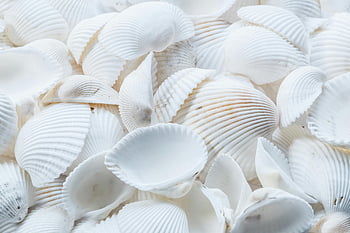 detailní fotografie, mušle, přírodní vzor, textura, Podrobný detail, Bílé mušle, shell textura, shell vzor, bílá skořápka, Seashell Close-Up