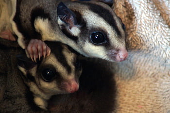 sugar Gliders, animals, pets, marsupials, mammals, exotic, closeup, pet, marsupial, animal