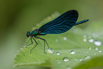 dragonfly, green and black damselfly, leaf, dewdrops, vibrant blue dragonfly, natural outdoor setting, insect, wildlife photography, macro photography, nature, green leaf