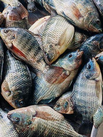 čerstvá ryba, TILAPIA RYBA, trhu, naskládané ryby, čerstvá tilapie, Detailní ryby, Rybí průmysl, čerstvé mořské plody, rybí trh, hromada tilapie