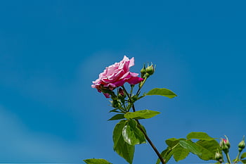 ローズ、 美しい花、 ブッシュ、 ブライアン、 花、 フラワーズ、 咲く、 ピンク、 花の背景、 で咲く、 花の壁紙