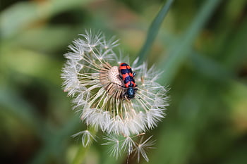 common Bee Beetle, trichodes Apiarius, ew Beetle, immenwolf, bewolf, beetle, insect, red, black, red And Black, color Beetle