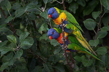 duhový lorikeet, Papoušek, pták, trichoglossus moluccanus, zvíře, zobák, účtovat, peří, ptačí, barvitý, divoký