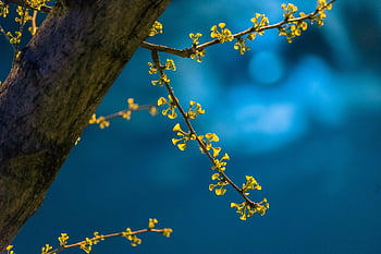 night, spring, ginkgo, nature, leaves, new Leaf, march, taicang, suzhou, jiangsu, china