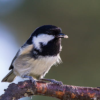 tit batubara, ater periparus, burung, taman, Norway, kongsberg, kanon 60d, Sigma 150-500mm, Songbirds, Passerines, eropa