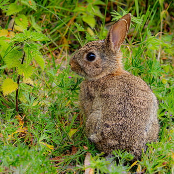european Rabbit, rabbit, bunny, animal, wild Rabbit, fauna, wilderness, wildlife, nature, foliage, nettles