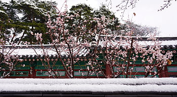 snow, plum Blossom, winter, spring, nature, beautiful, clean, red, beautiful Flowers, flower, plant