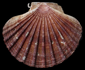 shell, lastura, pilgrim shell, pecten maximus, ornament, Příroda, jakobsweg, izolovaný