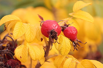 šípky, šípkové bobule, psí růže, rosa canina, keř, Příroda, podzim, makro