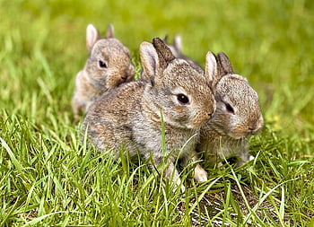 rabbits, young Rabbits, sweet Rabbits