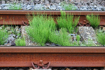 railroad Tracks, railway Rails, rails, weed, rust, iron Rails, railroad, railway Tracks, shut Down