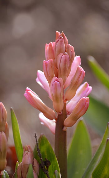 hyacinth, bud, hyacinth Buds, spring, botanical, flower Wallpaper, tender, beginning Of Spring, flora, hyacinth Flower, blossoms