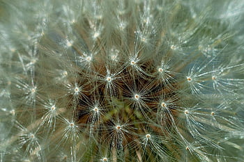 dandelion, seeds, flower, beautiful Flowers, nature, spring, garden, flower Background, flower Wallpaper, white, summer