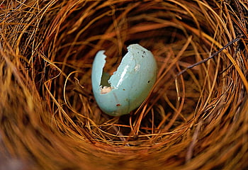 hatched Egg, nest, egg, birds Egg, nature, brown, brown Eggs