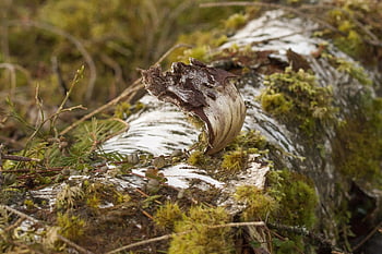 forêt, bois, arbre, pourrir, bouleau, été, mousse, tronc d'arbre, la nature