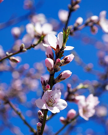 flowers, petals, branch, tree, almond Tree, bloom, almond, blossom, spring, flora, nature
