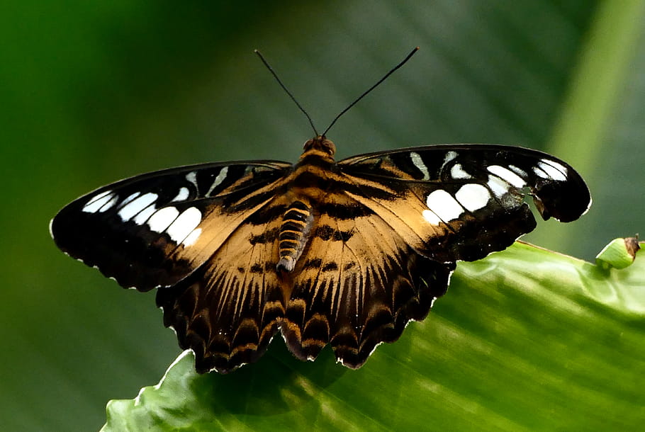 Il clipper, parthenos sylvia, Farfalla Ninfalide, Asia del sud, Sud-est asiatico, aree boschive, volo veloce, Ali che sbattono, posizione orizzontale, volo, macro