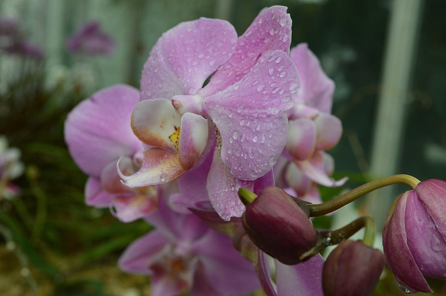 orchid, purple, violet, flower, beautiful, pretty, nature, botany