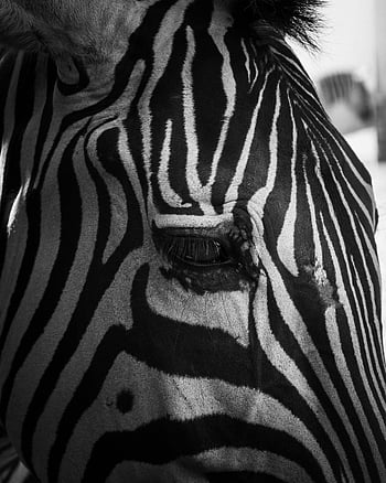 black and white zebra, zebra stripes, close-up zebra, dramatic zebra photo, black and white photography, zebra detail, zebra eye, zebra head, zebra pattern, zebra portrait, zebra close-up