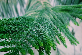 Příroda, fotografování, zelená, listy, fotografování přírody, evergreen, tráva, kapradina, Země, zahrada, zelené stromy